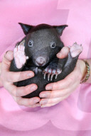 FEATURE - Angus der kleine Wombat