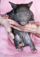 FEATURE - Angus der kleine Wombat