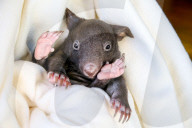 FEATURE - Angus der kleine Wombat