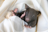 FEATURE - Angus der kleine Wombat