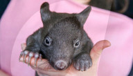 FEATURE - Angus der kleine Wombat