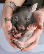 FEATURE - Angus der kleine Wombat