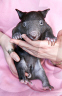 FEATURE - Angus der kleine Wombat