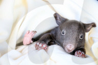 FEATURE - Angus der kleine Wombat
