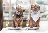 FEATURE - In diesem Hotel fühlen sich auch Hunde wohl