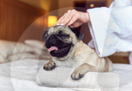 FEATURE - In diesem Hotel fühlen sich auch Hunde wohl