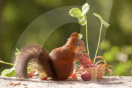 FEATURE - Was für ein Früchtchen dieses Eichhörnchen