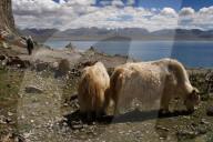 FEATURE - Tibet: Land und Leute