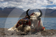 FEATURE - Tibet: Land und Leute