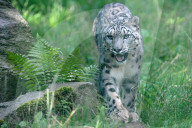 FEATURE - Tschechien: mayestätische Schneeleoparde