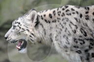 FEATURE - Tschechien: mayestätische Schneeleoparde