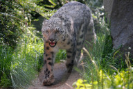 FEATURE - Tschechien: mayestätische Schneeleoparde