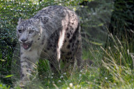 FEATURE - Tschechien: mayestätische Schneeleoparde