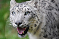 FEATURE - Tschechien: mayestätische Schneeleoparde