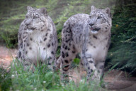 FEATURE - Tschechien: mayestätische Schneeleoparde