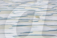 FEATURE - Eisbär voraus