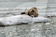 FEATURE - Dieser BraunbÃ¤r spielt gerne mit dem Holz