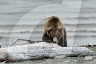 FEATURE - Dieser BraunbÃ¤r spielt gerne mit dem Holz