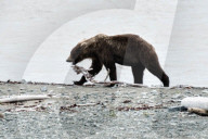 FEATURE - Dieser BraunbÃ¤r spielt gerne mit dem Holz