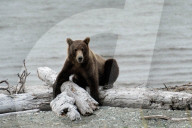 FEATURE - Dieser BraunbÃ¤r spielt gerne mit dem Holz