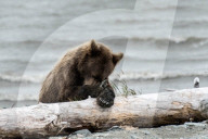 FEATURE - Dieser BraunbÃ¤r spielt gerne mit dem Holz