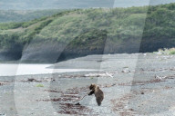FEATURE - Dieser BraunbÃ¤r spielt gerne mit dem Holz