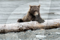 FEATURE - Dieser BraunbÃ¤r spielt gerne mit dem Holz