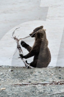 FEATURE - Dieser BraunbÃ¤r spielt gerne mit dem Holz