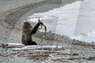 FEATURE - Dieser BraunbÃ¤r spielt gerne mit dem Holz