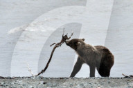FEATURE - Dieser BraunbÃ¤r spielt gerne mit dem Holz