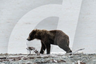 FEATURE - Dieser BraunbÃ¤r spielt gerne mit dem Holz