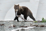FEATURE - Dieser BraunbÃ¤r spielt gerne mit dem Holz