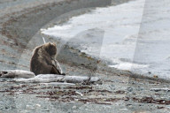 FEATURE - Dieser BraunbÃ¤r spielt gerne mit dem Holz