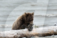 FEATURE - Dieser BraunbÃ¤r spielt gerne mit dem Holz