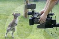 FEATURE - Münster: Tierpfleger zieht Känguru-Baby mit der Flasche auf