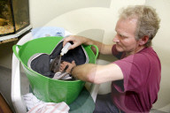 FEATURE - Münster: Tierpfleger zieht Känguru-Baby mit der Flasche auf