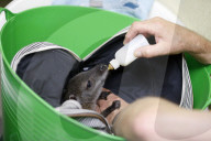 FEATURE - Münster: Tierpfleger zieht Känguru-Baby mit der Flasche auf