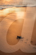 FEATURE - Tsunami-Überlebender errichtet Schildkrötenasyl