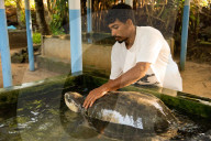 FEATURE - Tsunami-Überlebender errichtet Schildkrötenasyl