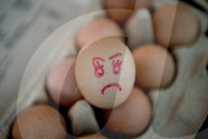 NEWS - Neue Themenbilder zum Fipronil-Eierskandal