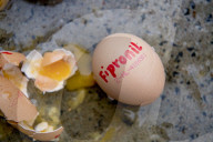 NEWS - Neue Themenbilder zum Fipronil-Eierskandal