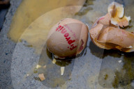 NEWS - Neue Themenbilder zum Fipronil-Eierskandal
