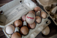 NEWS - Neue Themenbilder zum Fipronil-Eierskandal