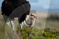 FEATURE -  Südafrika: Straussenvögel am Kap 