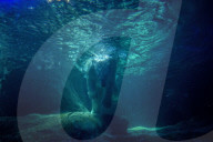 FEATURE - Süsser Eisbär auf Tauchgang