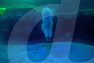 FEATURE - Süsser Eisbär auf Tauchgang