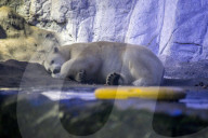 FEATURE - Süsser Eisbär auf Tauchgang