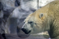 FEATURE - Süsser Eisbär auf Tauchgang
