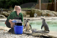 FEATURE - Zu süss: das jährliche Wägen der Zootiere in London