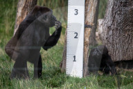 FEATURE - Zu süss: das jährliche Wägen der Zootiere in London